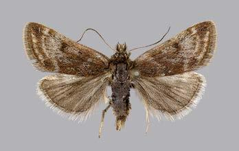 Cnephasia incertana C. incertana on tunnettu vain Ahvenanmaalta, mutta vuonna 2008 ilmoitettiin yksi yksilö Manner-Suomesta Ab Houtskarista.