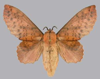 G. populifolia Gastropacha populifolia G. populifoliaa ilmoitettiin N Hangosta (24.6. 5.7.) ja Ab Paraisilta (1.7.). Havainnot eivät ajoitu vaellustilanteisiin.