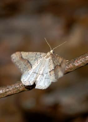 Suomen Perhostutkijain Seura ry Lepidopterologiska Sällskapet i Finland rf TOIMISTO ja TARVIKEVÄLITYS Toimisto ja tarvikevälitys avoinna tiistaisin klo 15.30 20.