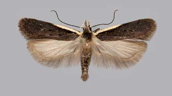 6. Autographa gamma: Ab Korppoo 10. 11.6. ja 13. 14.6., Ab Parainen 18.6. ja 21.6., Ab Dragsfjärd 18.6., 24.6., 25.6. ja 29.6., Ab Kaarina 24.6., 25.6. ja 26.6., Ab Salo 27. 30.6., Ka Kotka 11. 30.6., ja 12.