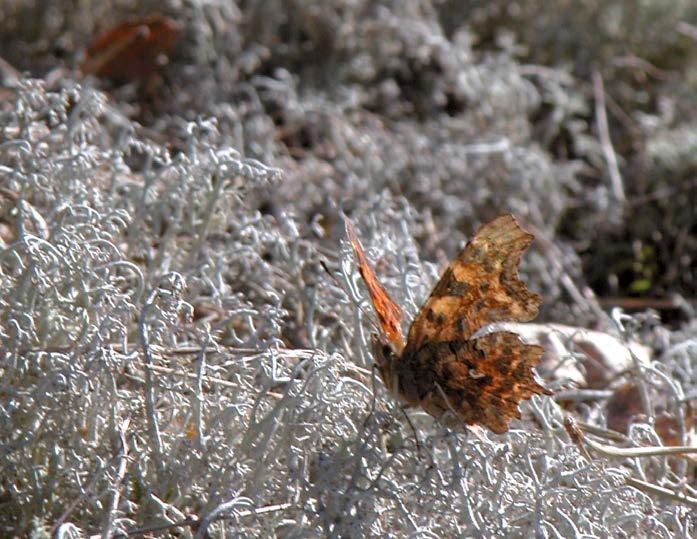 Polygonia c-album ravinnonkäytön mallilaji TIMO LEHTO P. c-album esiintyy laajalti palearktisella alueella ja Euroopassa lajin levinneisyys ulottuu Luoteis-Afrikasta Fennoskandian pohjoisosiin.