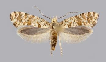 Digitivalva reticulella (Hübner, 1796) (Plutellidae) havaintoja lajin käyttäytymisestä ja elinympäristöstä Panu Välimäki 1 & Tomi Mutanen 2 PEKKA MALINEN Kirjoittajien osoitteet Authors addresses: 1