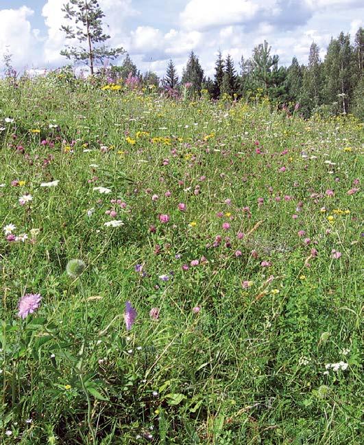 vaaleamman yleisvärityksensä perusteella. Lento oli aktiivisinta täysin tuulettomina iltoina. Aurinkoisuus vaikutti myös edesauttavan perhosten aktiivisuutta, joskaan välttämätöntä se ei ollut.