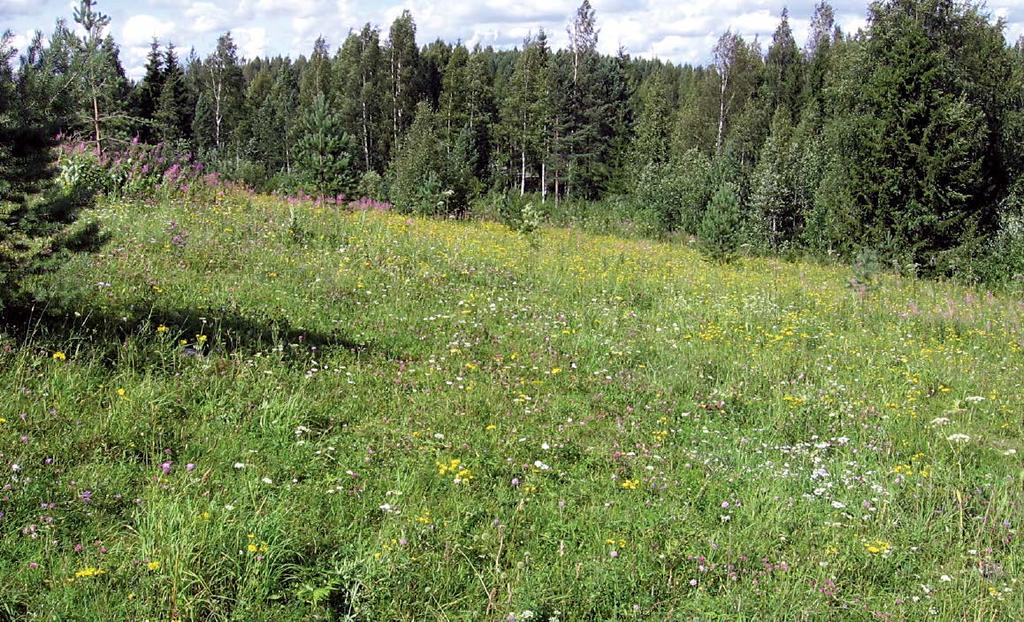 suotuisasti, sillä etenkin niille kohdin missä maanpintaa oli rikottu, oli kehittymässä vaateliaampaa ketokasvillisuutta ja niityn yleisilme oli silmämääräisesti kohentunut (Kuva 3c).