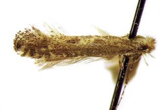 Maalle uudet perhoslajit 2008 Species new to Finland in 2008 Phyllonorycter trifoliellus Parornix fagivora Amblyptilia acanthadactyla Chamaesphecia nr.