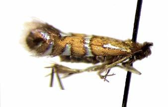 Hernekasveilla (Fabaceae) toukkana elävistä muista saman sukuisista lajeista P. insignitellus Z. ja P.