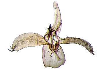 insignitellus -koirailla on leveämmän valvan kärjen tuntumassa iso tyveä kohti voimakkaasti taipunut piikki. P.