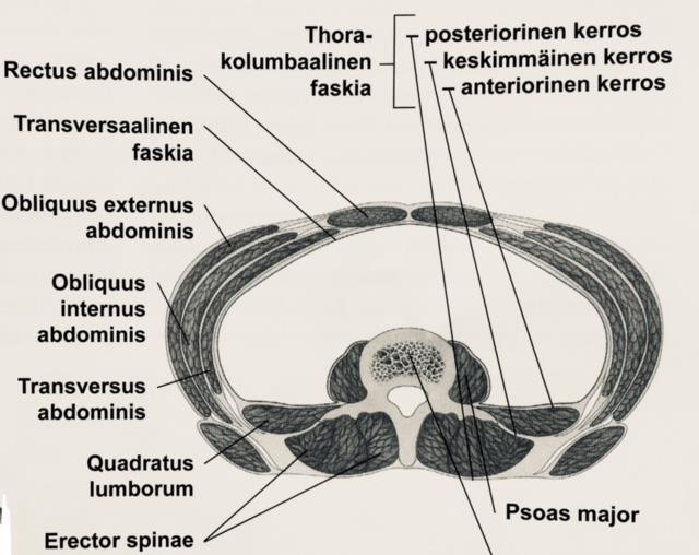 12 Syvä poikittainen vatsalihas (musculus transversus abdominis) on syvin vatsalihaksemme, joka kiinnittyy lanneselän faskian kautta jokaiseen lannerangan poikki- ja okahaarakkeeseen.