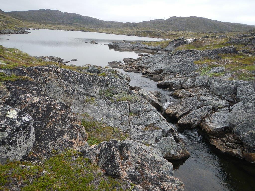 Tatsip annersaani immap naqqani naasunik qallerneqarsimavoq, saqquminerullutik tatsip naanii (Myriophyllum alterniflorum), itisoorujussuarni naaffillit.