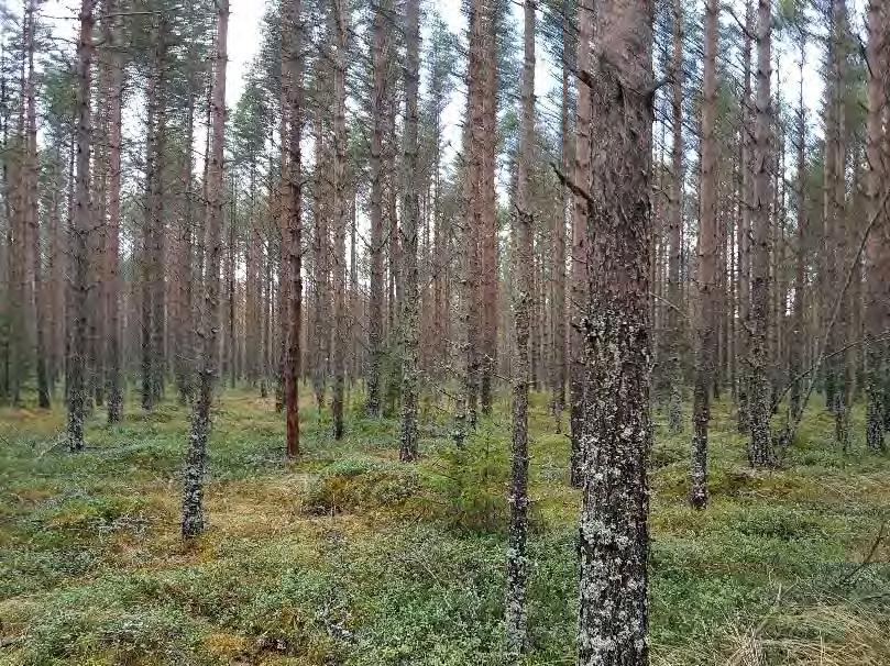 Johtopäätökset UPM lomakylän rakennukset tulevat sijoittumaan yli 500 metrin etäisyydelle rannasta.