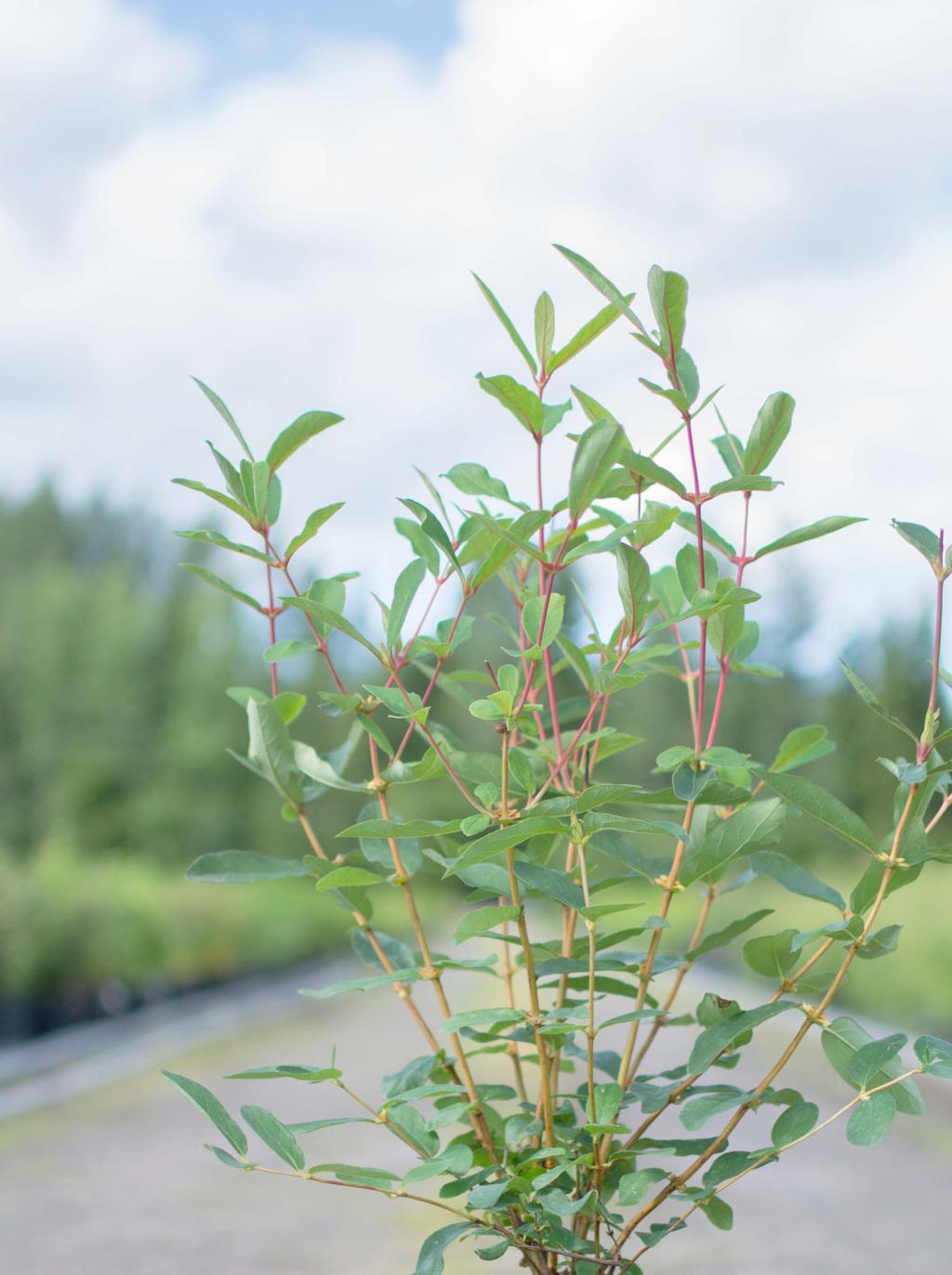 Satokausi alkaa hyvin aikaisin, usein jo kesäkuussa. Pölytyksen varmistamiseksi kannattaa istuttaa vähintään kahta lajiketta.