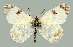 Maalle uudet lajit Euchloe ausonia (Hübner, 1803) Lycaena tityrus Poda, 1761 Cucullia tanaceti [Denis & Schiffermüller], 1775 Euchloe ausonia (Hübner, 1803) Suomelle ja Pohjois-Euroopalle uusi