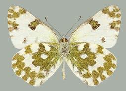 7. Samassa vaelluksesta talletettiin toista tuhatta sinappiperhosta ja Suomen ainoat arosinappiperhoset (Pieris chloridice) (Karvonen & Karvonen 1983, Marttila ym. 1990).
