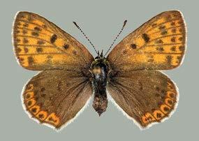 PEKKA MALINEN F C C (alapuoli) Lycaena tityrus Lycaena tityrus Poda, 1761 Suomen havainto. Ka Hamina 6718:3511; 21.7.2009; 1 F; T. Nupponen TUNTOMERKIT (Graeffe ym. 2007). L. tityrus on keskikokoinen kultasiipi, siipiväli 28 31 mm.