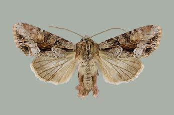 Phragmatiphila nexa sorsimoyökkönen Ensimmäinen tunnettu kotimainen P. nexa -populaatio löytyi vuonna 2008 Itä-Suomesta (Välimäki ym. 2009).
