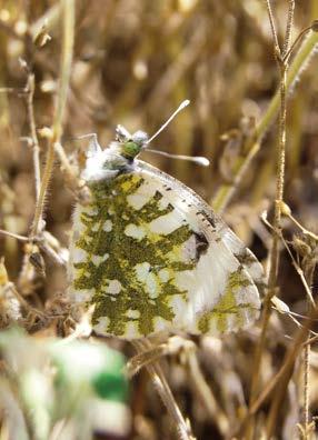 Suomen Perhostutkijain Seura ry Lepidopterologiska Sällskapet i Finland rf TOIMISTO Suomen Perhostutkijain Seura ry:n toimisto avoinna tiistaisin klo 15.30 20.