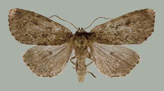 Xylena exsoleta harmaahirsiyökkönen X. exsoleta on yleistynyt tasaisesti vuodesta 2005 lähtien (Välimäki ym. 2009).