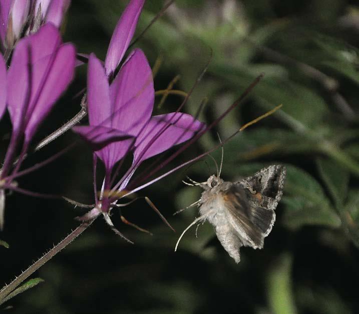 tilanteessa ja yksilöitä ilmaantui yksitellen pitkin kesäkuuta. Ensimmäinen yksilö ilmoitettiin 27.5. N Mäntsälästä ja kausi päättyi lokakuun alkupuolella [N Porvoo 3. 16.10. (1 ex.