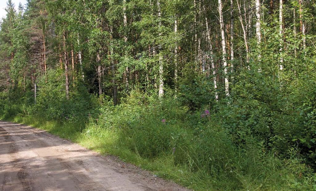 OLLI VESIKKO KUVA 15. Pienet ja hämyisät aukkopaikat lehtomaisissa maastonkohdissa ovat idännokiperhosen tyypillistä elinympäristöä Suojärven alueella.