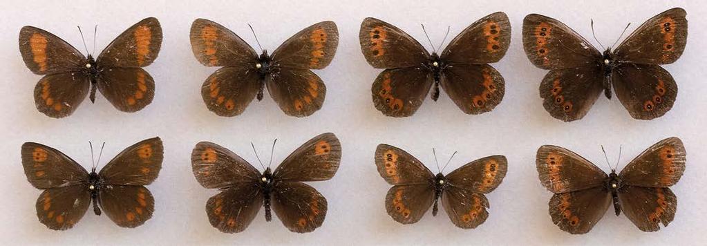 Erebia euryale idännokiperhonen Erebia ligea metsänokiperhonen OLLI VESIKKO Xxxxxx xxxxxxxx, F C Xxxxxx xxxxxxxx, F C KUVA 16. Idän- (E. euryale) ja metsänokiperhosen (E.