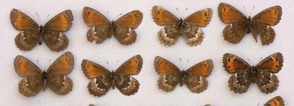 Erebia euryale idännokiperhonen Erebia ligea metsänokiperhonen OLLI VESIKKO KUVA 17. Idän- (E. euryale) ja metsänokiperhosen (E. ligea) naaraita (C) ylä- ja alapinnalta.