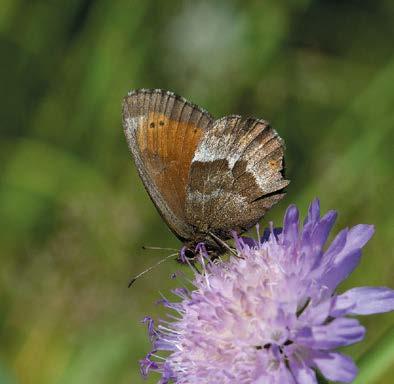 Havaitsin lehtohopeatäpliä (Boloria titania) useissa kohdissa lähellä Karhumäkeä, joka pohjoisuudeltaan vastaa Ilomantsin ja Lieksan välimaastoa (130 km itään rajalta).