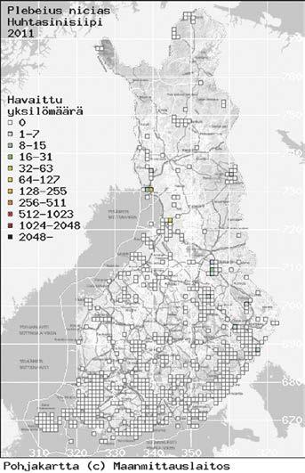KUVA 3. FIGURE 3. Isokultasiiven (Lycaena dispar) yksilö- ja havaintoruutumäärä (44, 10) olivat molemmat uusia seurantaennätyksiä.