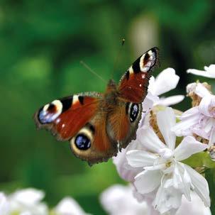Lapissa (Lkoc Kolari). Ryhmän ainoaksi kauneusvirheeksi voidaan lukea luhtakultasiipi (Lycaena helle), jonka tiedot jäivät vain yhden yksilön varaan (Oba Kiiminki).