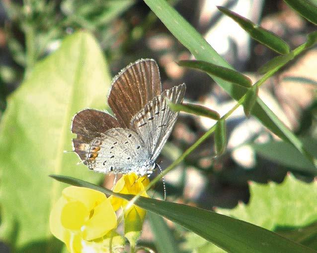 Keisarinviitasta (Argynnis paphia) annettiin jo toisena vuotena peräkkäin tietoja yli tuhannesta perhosesta.