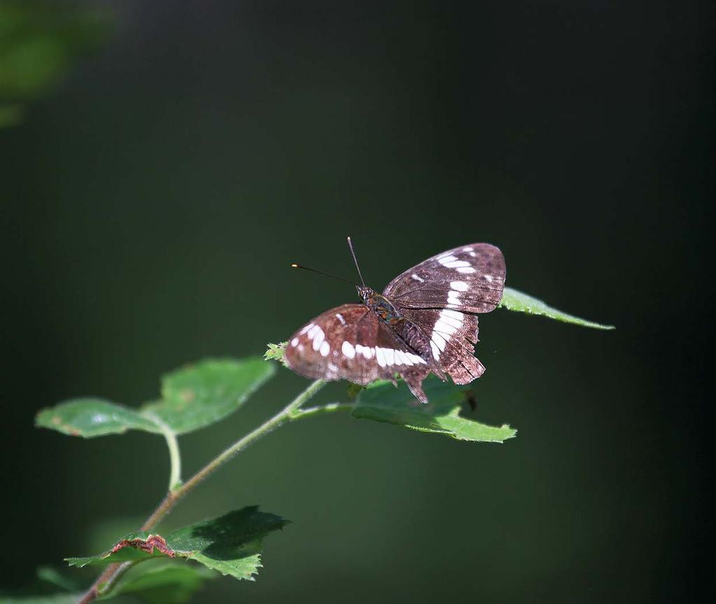 Valtakunnallinen päiväperhosseuranta 2011 ATTE MOILANEN Kimmo Saarinen Atte Moilanen kuvasi tämän kuusamaperhosen (Limenitis camilla) Sa Taipalsaarella 28.7.