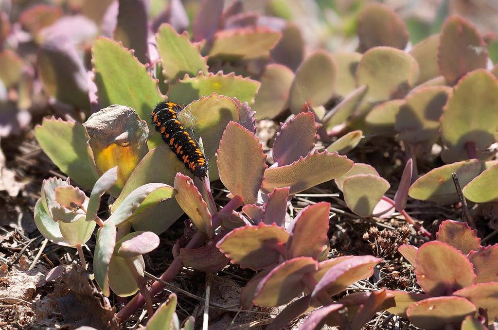 JUHA JANTUNEN Isoapollon (Parnassius apollo) palautussiirrot Saimaan saaristoon eivät ole onnistuneet odotetulla tavalla.