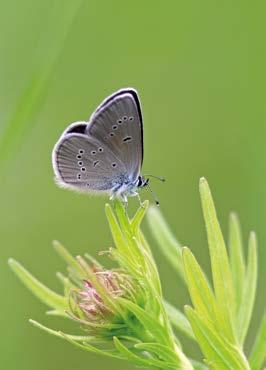 Suomen Perhostutkijain Seura ry Lepidopterologiska Sällskapet i Finland rf TOIMISTO ja TARVIKEVÄLITYS Toimisto ja tarvikevälitys avoinna tiistaisin klo 15.30 20.