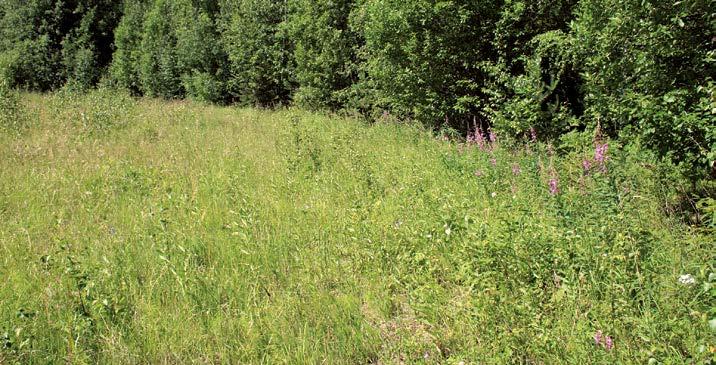 Results of the butterfly monitoring scheme in Finnish agricultural landscapes for the year 2008 Butterflies have been monitored in Finland with transect counts since 1999.