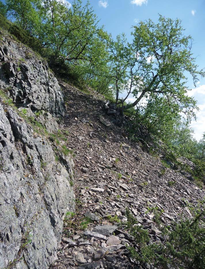 KUVA 2. Kalkkikiven liuskoista syntynyttä, lähes paljasta kivennäismaata Saanan pahdan alla.