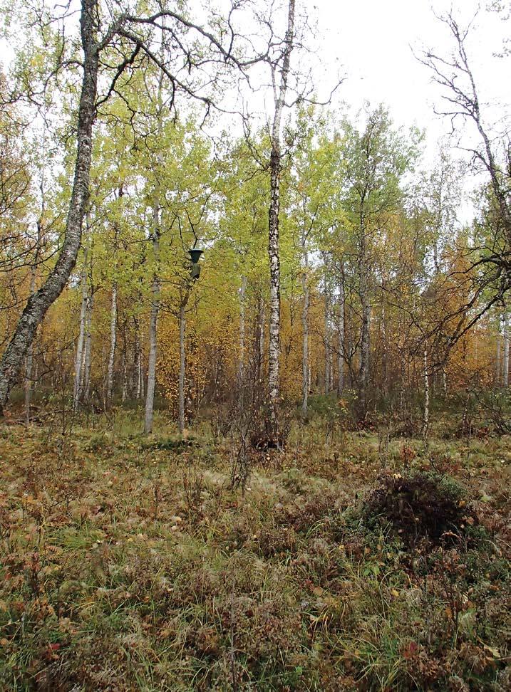 KUVA 5. Kauden päätös Ivalon Hirviniemen haavikossa 20.09.2014. FIG. 5. The end of a trapping season in Ivalo, Hirviniemi in September 2014.