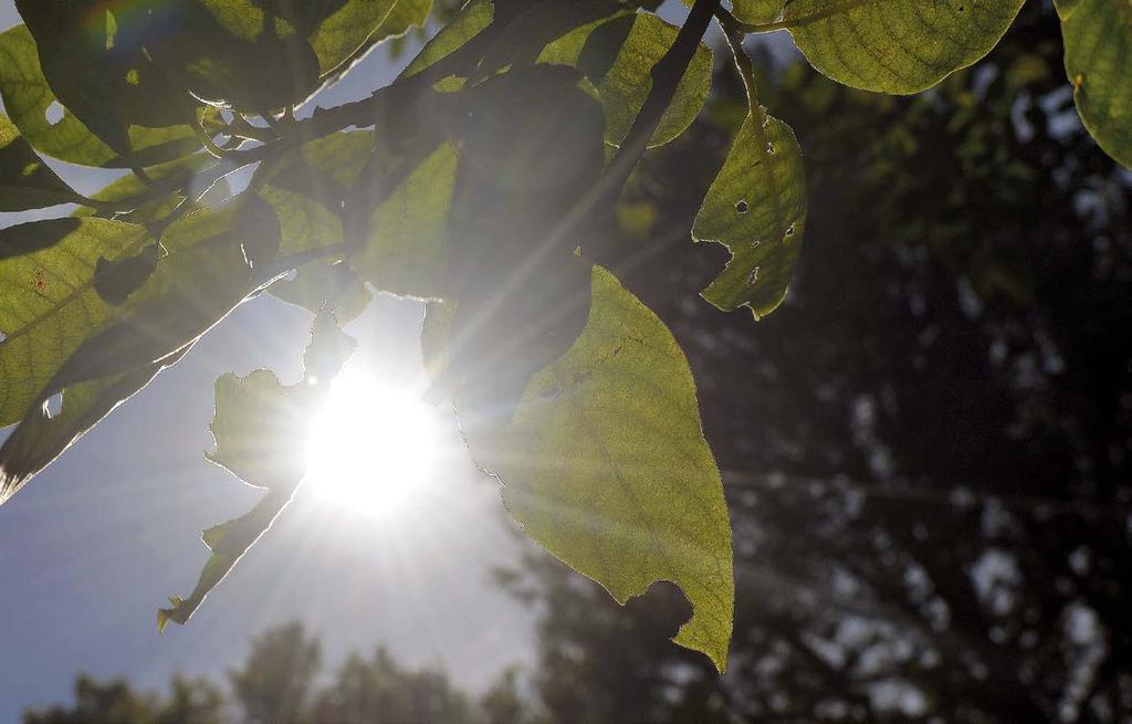 Fotoperiodismi ja lämpötila säätelevät hyönteisten diapaussia Tuomo A. Komulainen Kirjoittajan osoite Author s address: Tuomo A. Komulainen, Tuulimyllyntie 7 c 53, 00920 Helsinki. tukomula@gmail.