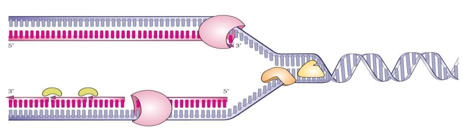 DNAn kahdentuminen eli replikaatio Helikaasientsyymi katkaisee emäsparien väliset vetysidokset replikaatiokupla avautuu.