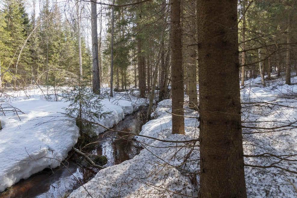 1 Saarlampi (2.4.2019) Koko tarkastelualue (kartassa 1 valkoinen rajaus) on liito-oravalle sopivaa sekametsää, joka jatkuu pitkälle rajauksen kaakkoispuolelle.