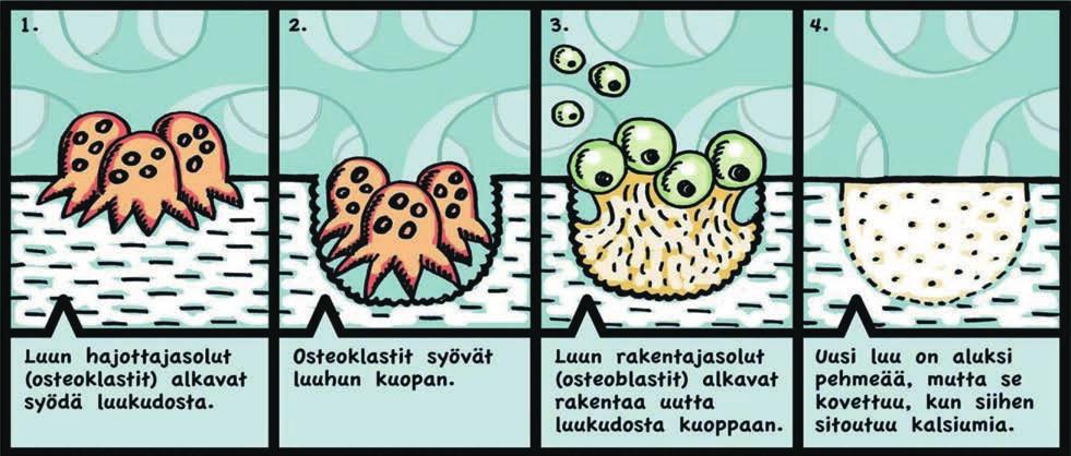LUUSTOTERVEYS JA OSTEOPOROOSI Luuston tehtävät Elimistön tukiranka. Suojaa sisäelimiä. Mahdollistaa liikkumisen. Verisolujen muodostuminen. Hampaat (syöminen). Mineraalivarasto.