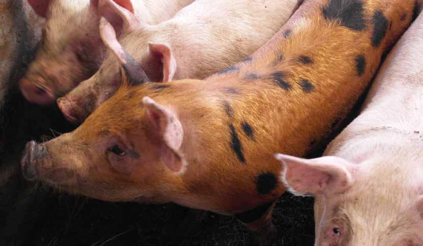 PERUSTUOTTEET PERUSTUOTTEET Kotimainen LAKTA -sarja on Finlactic Oy:n kehittämä ainutlaatuinen tuoteperhe sikojen liemirehun säilöntään.
