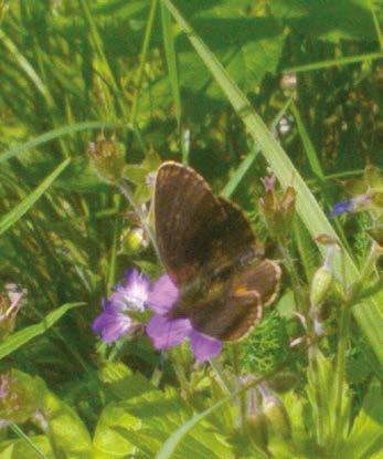 voimakkaasti tummunut hopeatäplä, joka tavallisemman näköisten seuralaistensa perusteella oli joko niittyhopeatäplä (Boloria selene) tai pursuhopeatäplä (Boloria euphrosyne).