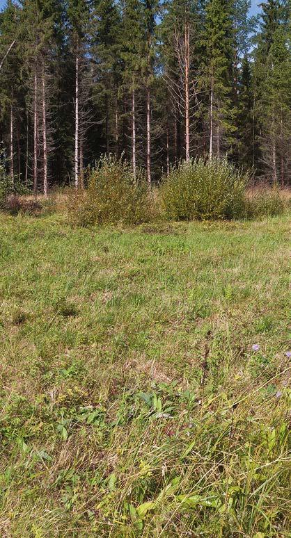 The endangered Euphydryas aurinia continues to decline The marsh fritillary Euphydryas aurinia occurs in forest clearings and meadows along the edges of woodland with rich colonies of Succisa