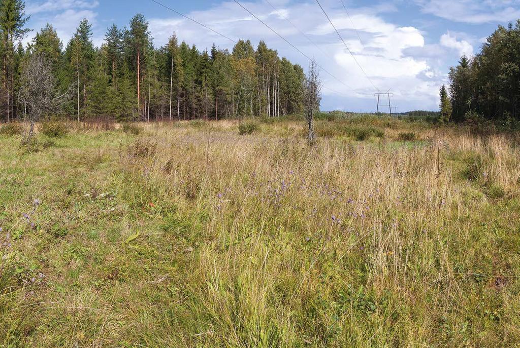 JUHA JANTUNEN 2 Korvenkylän metsälaidun oli hevosten ja lehmien laitumena vuoteen 1988 saakka.