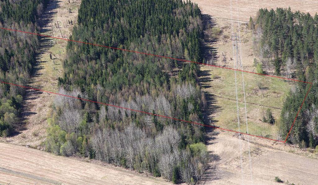 Metsälaitumen tarina Juha Jantunen & Kimmo Saarinen Lappeenrannan Korvenkylässä sijaitseva metsälaidun on vanhaa viljely- ja laidunmaata.