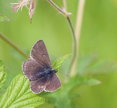 Satyrium w-album has remarkably expanded its range in Finland during the scheme (1991 2014).