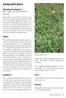 HARJANEILIKKA. Dianthus barbatus L. Yksi-, kaksi- tai monivuotinen, avomaa. Viljely. Sato. Lajikkeet. Käyttö