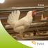 Kana eläinsuojelulainsäädäntöä koottuna