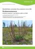 Metsähallituksen vastuulajien tila ja suojelutaso vuonna 2006. Artemisia campestris L. ssp. bottnica Lundstr. ex Kindb.