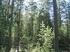 Metsien luontainen rakenne ja metsänhoito - Kestävyyden osa-alueiden yhdistäminen