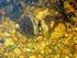 Jokihelmisimpukan (Margaritifera margaritifera) glokidium-toukkien kehittyminen ja lukumäärät kalaisännässä kahdessa Iijoen alueen taimenpurossa